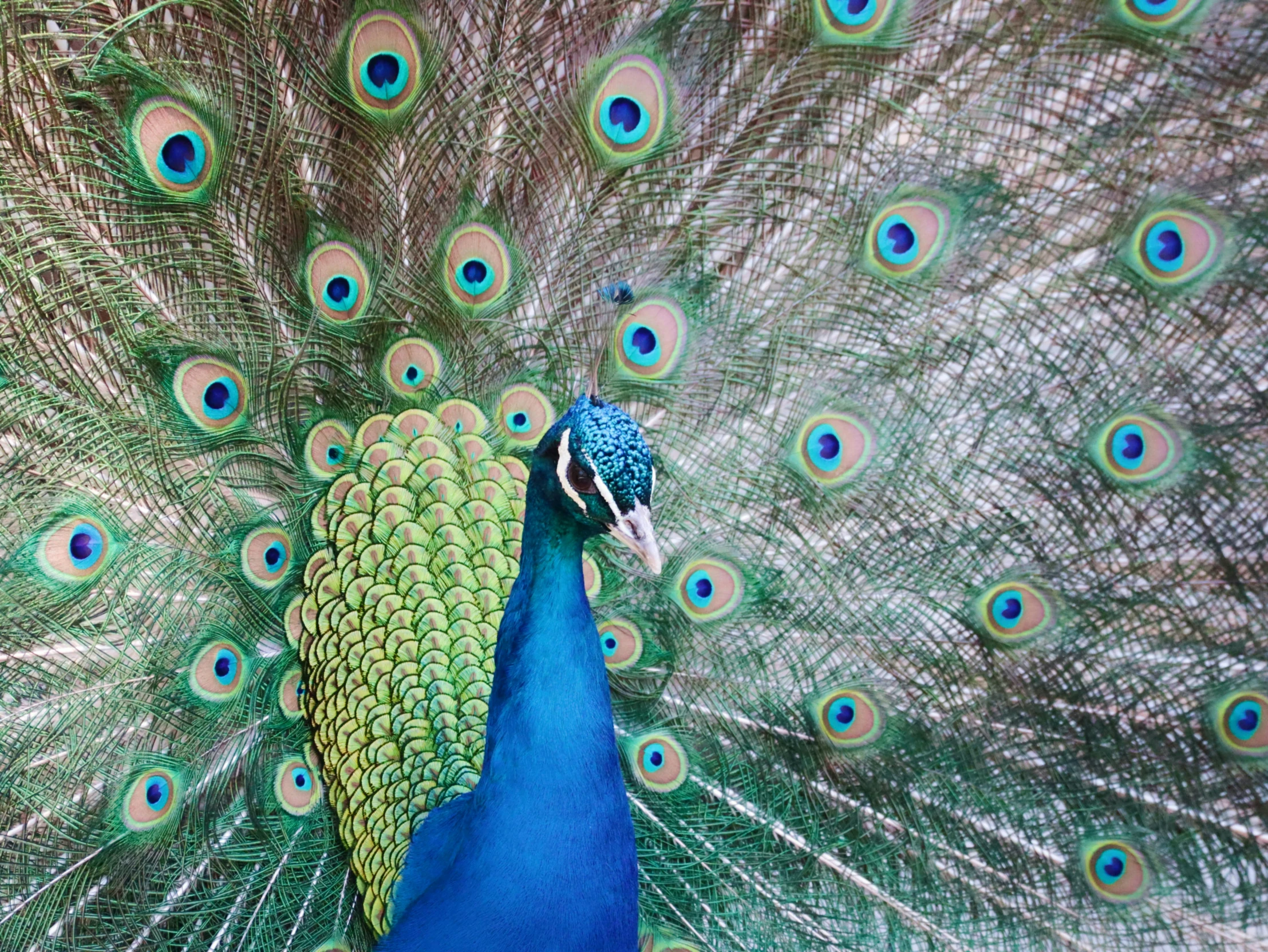 a peacock with it's feathers spread out and its tail spread open