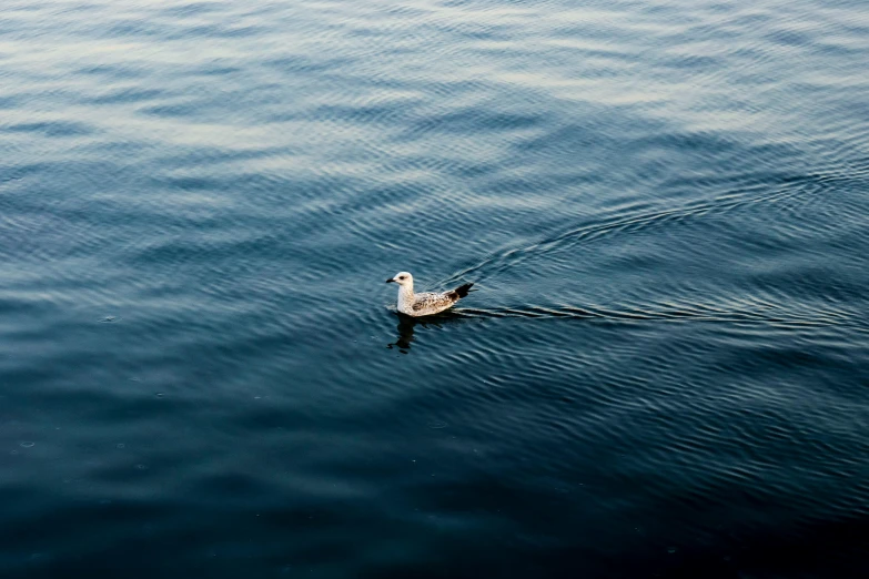 a bird swimming on top of a large lake