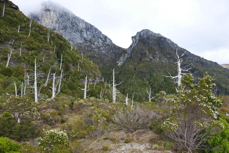 tall trees with white bark and mountains in the background