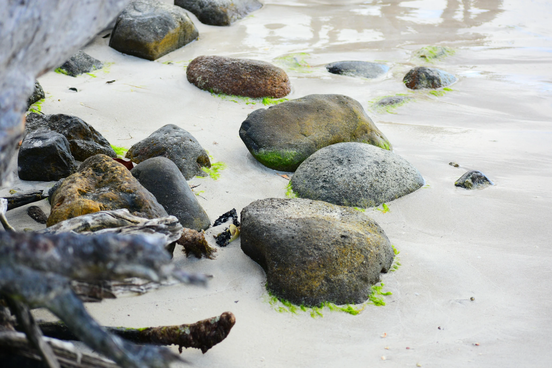 rocks on the beach have green algae growing from them