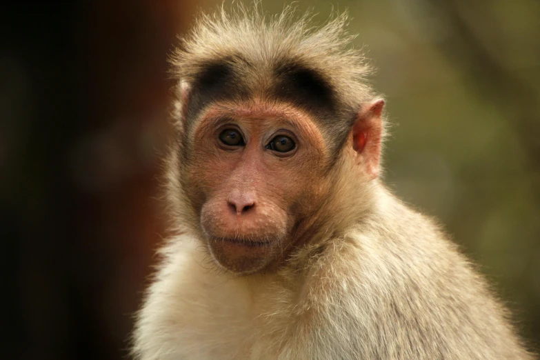 monkey with golden face staring at camera