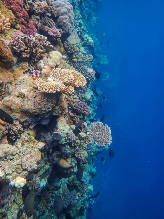 a close s of a reef and corals on a sunny day