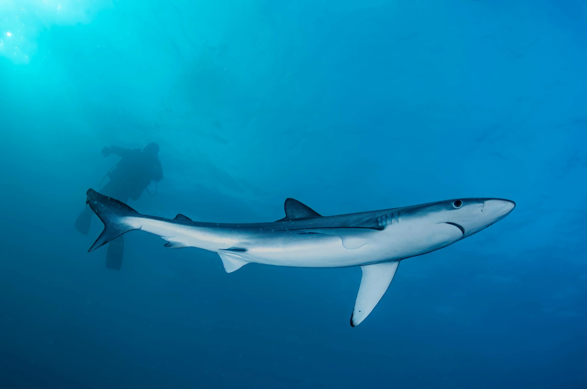 a great white shark is diving into the water