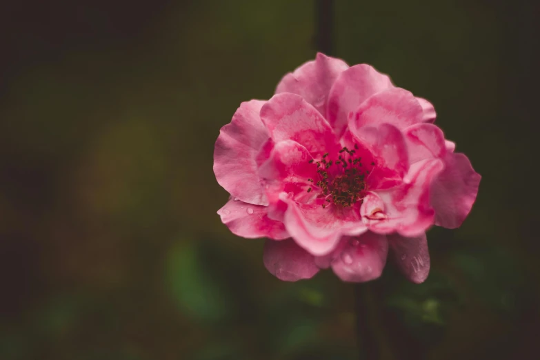 pink flower with green leaves growing outside in front of it