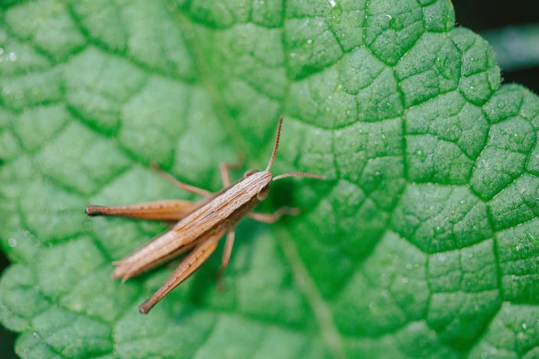 a tiny insect sitting on a green leaf