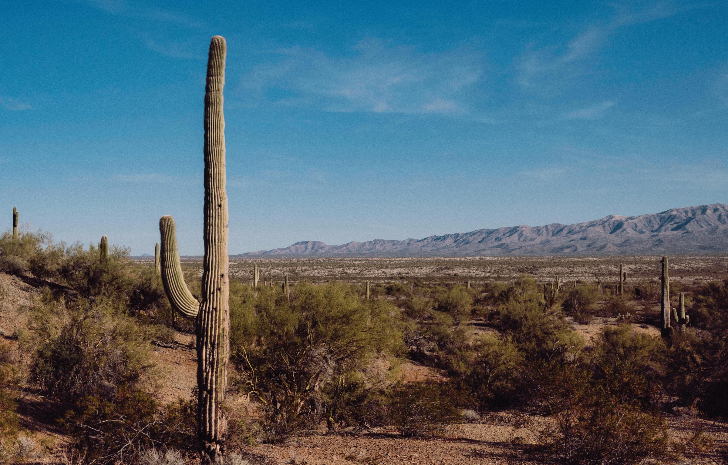 cactus near mountains and desert land with a blue sky