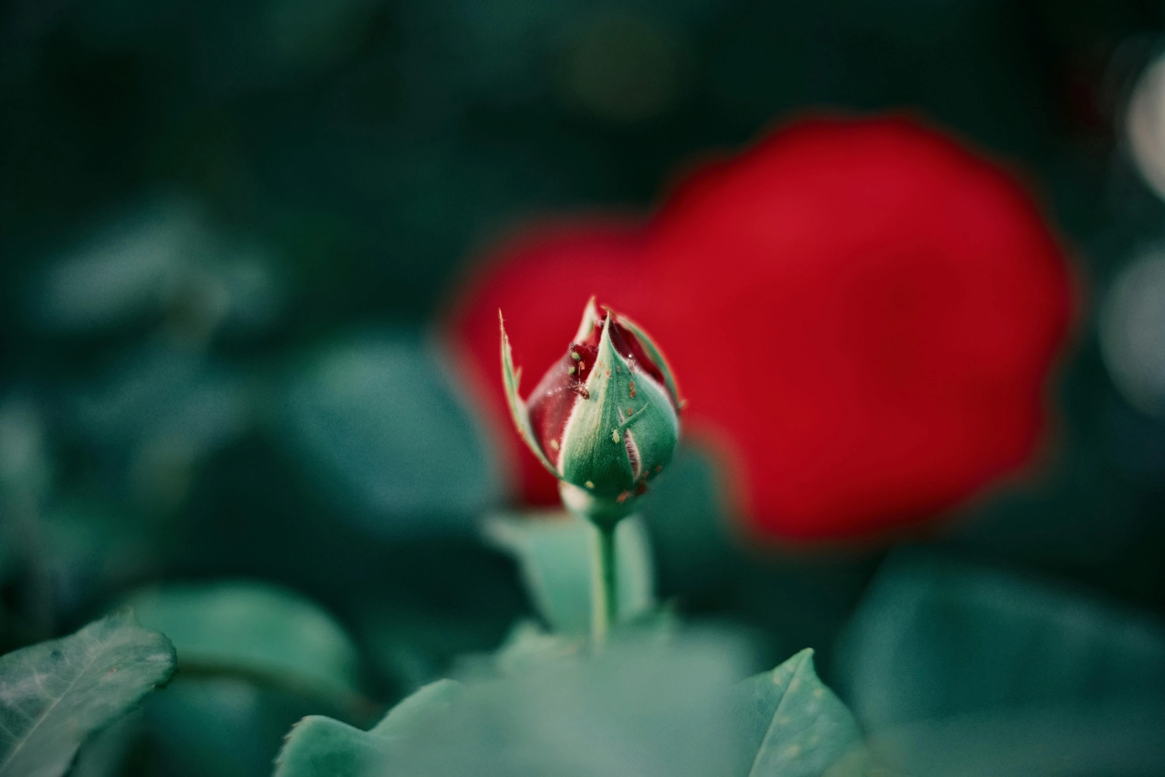 the end of the stem of a rose