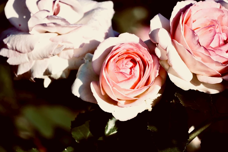 three pink flowers that are in a vase