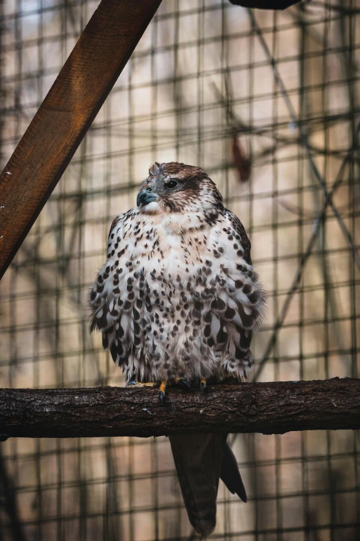 a bird is perched on top of a wooden piece