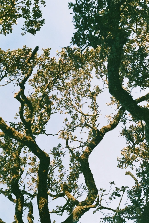 looking up at the tops of trees on a sunny day