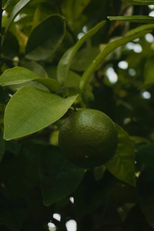 fruit growing in trees on a sunny day