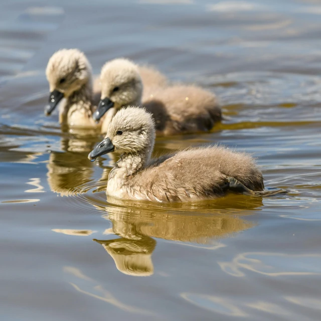 two small ducks floating on top of water