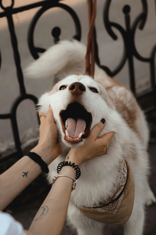 a person holds a dog over his shoulder