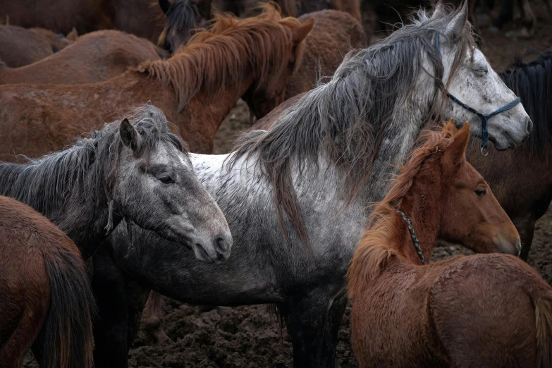 a herd of horses standing together in muddy field