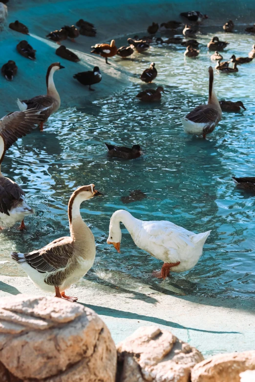 ducks are swimming in a pond of water with rocks