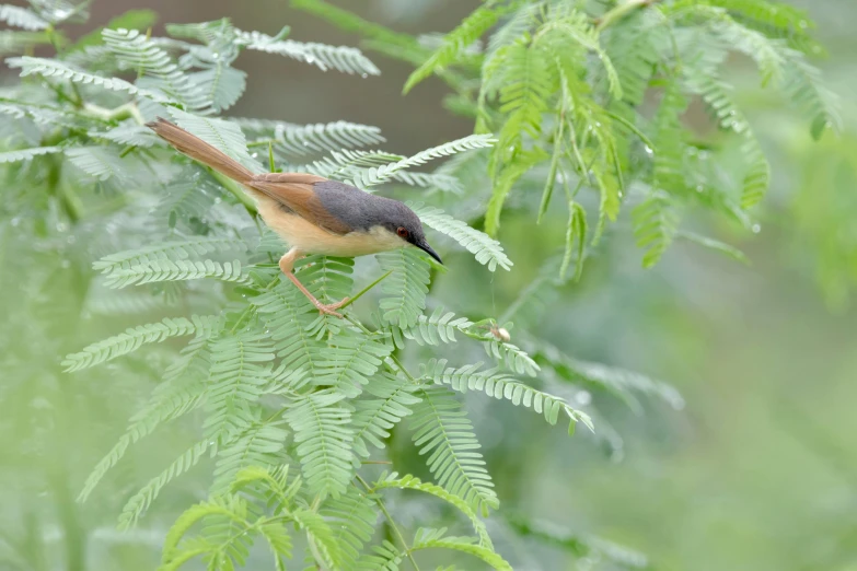 a bird is perched on top of a leaf