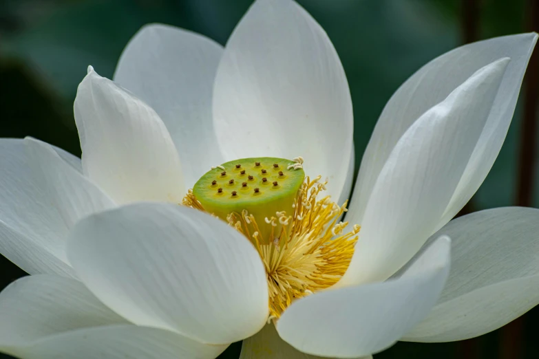 the inside of a white flower with a green insect on it