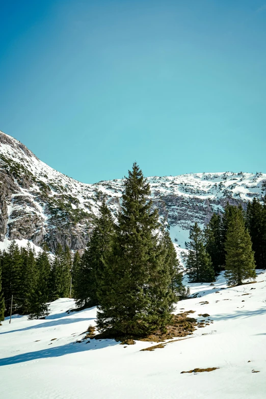 snow covered mountains in the distance behind fir trees