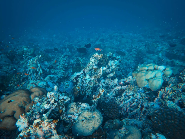 a reef view with a variety of different sea animals