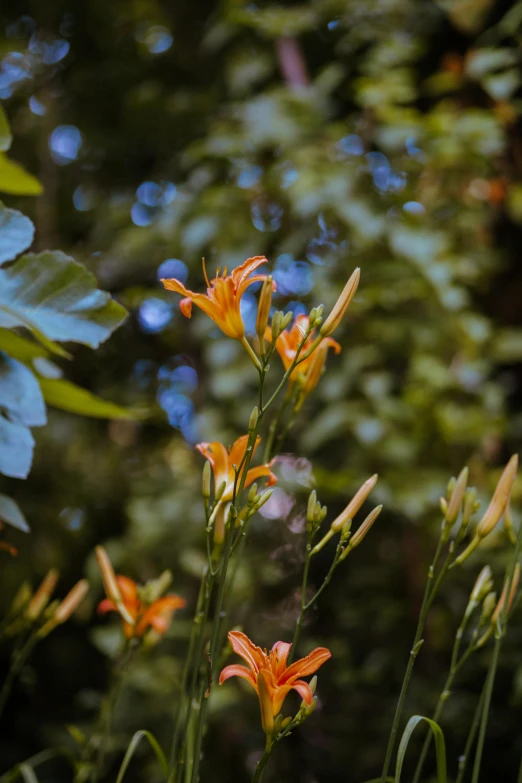 some very pretty flowers in the forest