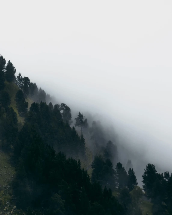 several cows on the top of a mountain