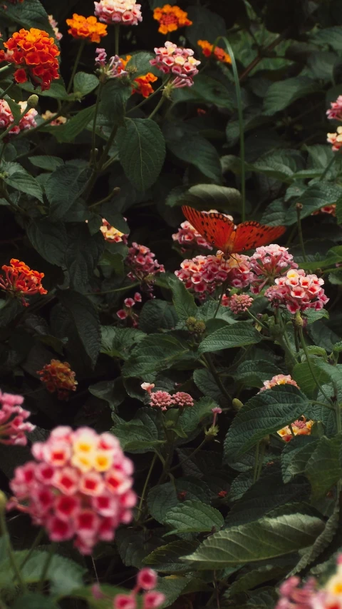 a red and yellow erfly sitting on top of a plant