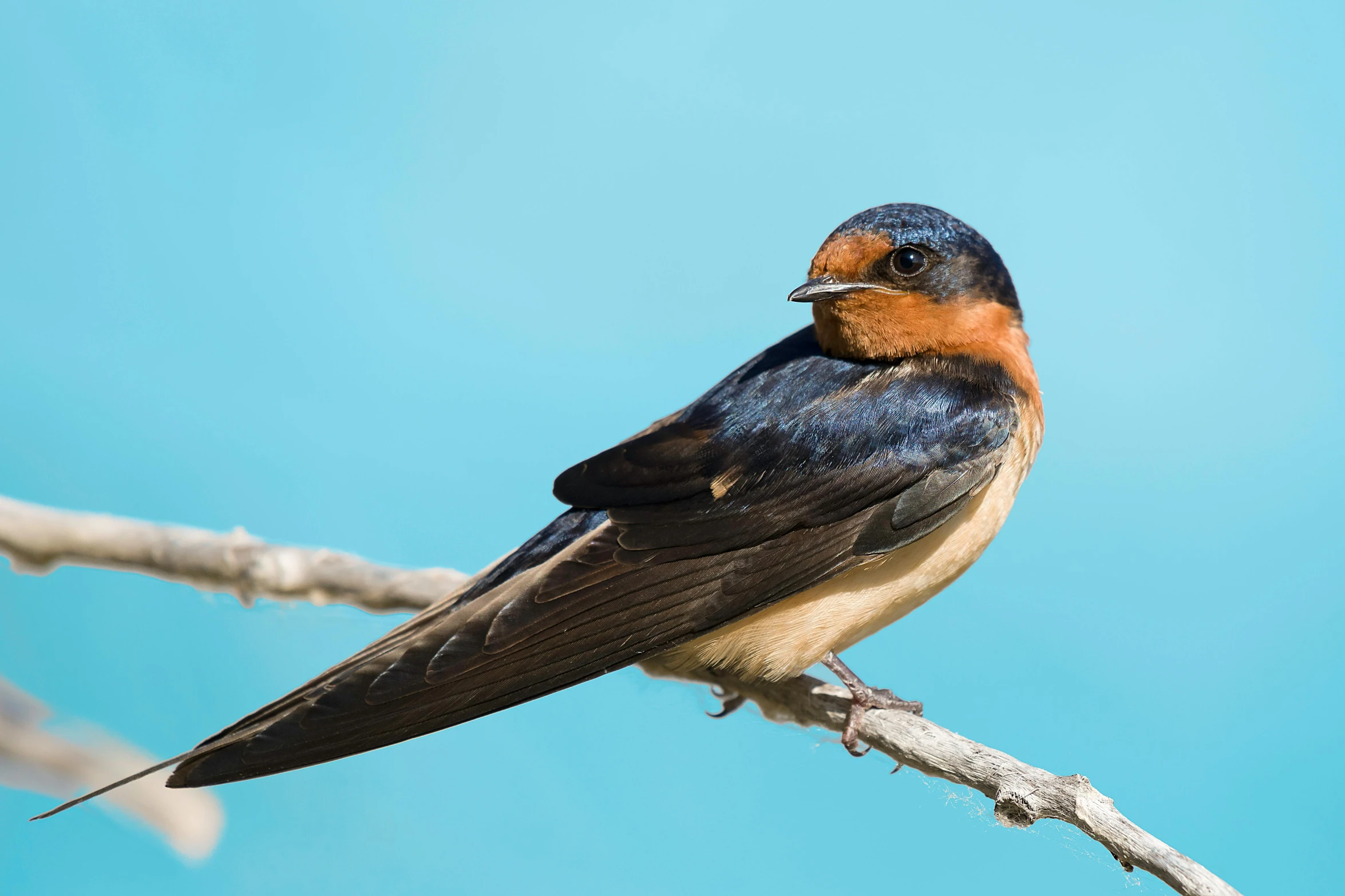 a bird sitting on a nch looking around