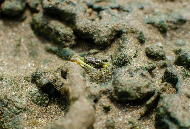 crab crawling on rocks and sand during the day