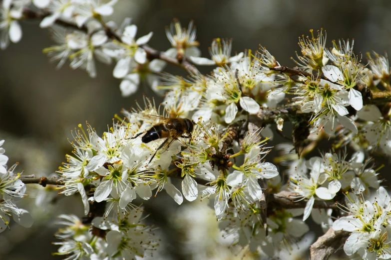 a bee sitting on a nch of a blossoming tree