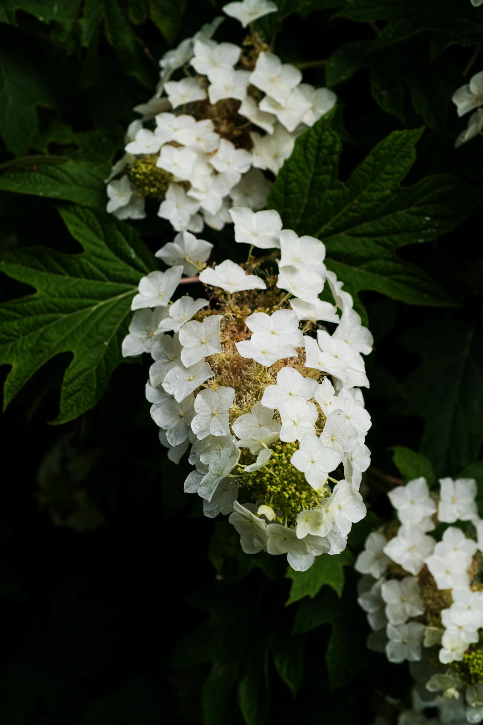 white flowers with green leaves in the sunlight