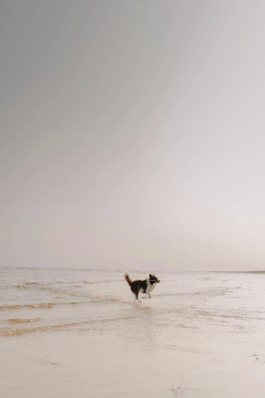 dog running on the beach near water