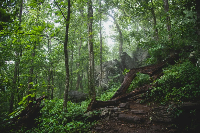 a walk path in the woods with an old fallen tree on it