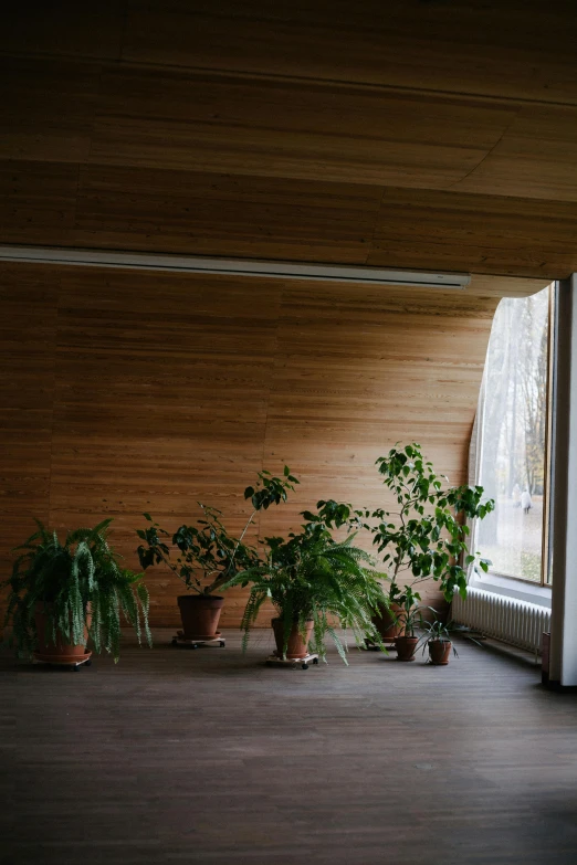 many potted plants sitting on the floor by a window