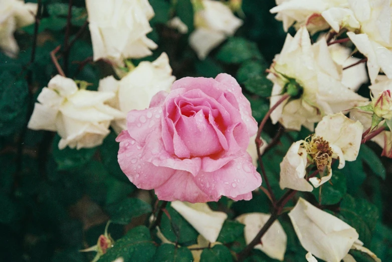 a rose sits near some other white flowers