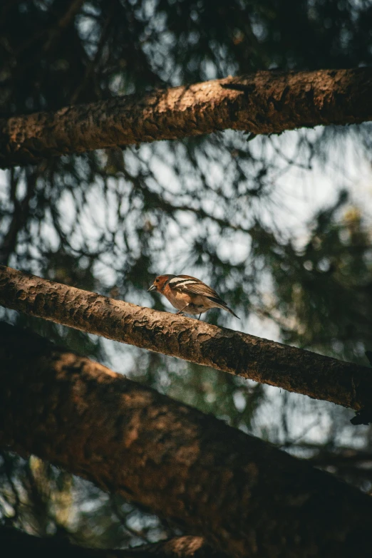 a bird that is perched in a tree