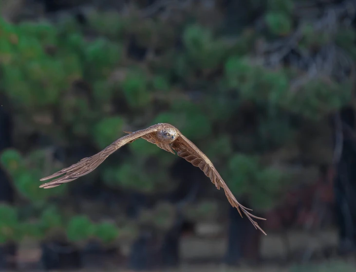 a brown and white bird flying past a tree