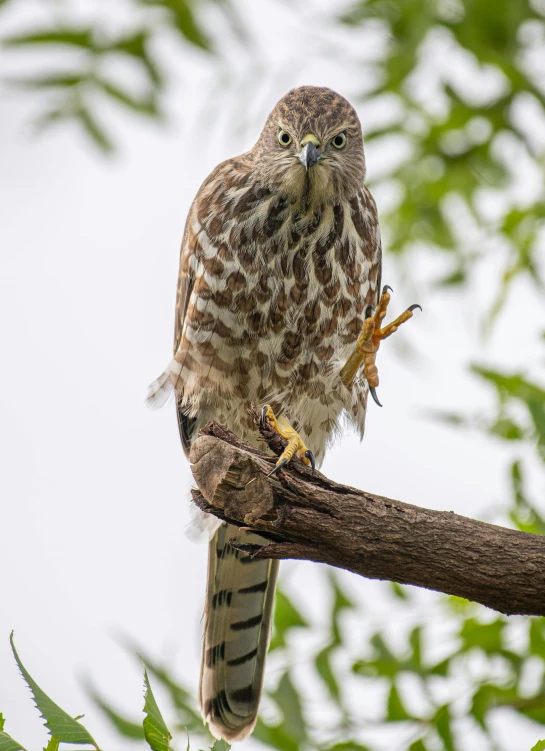 a bird perched on top of a tree nch