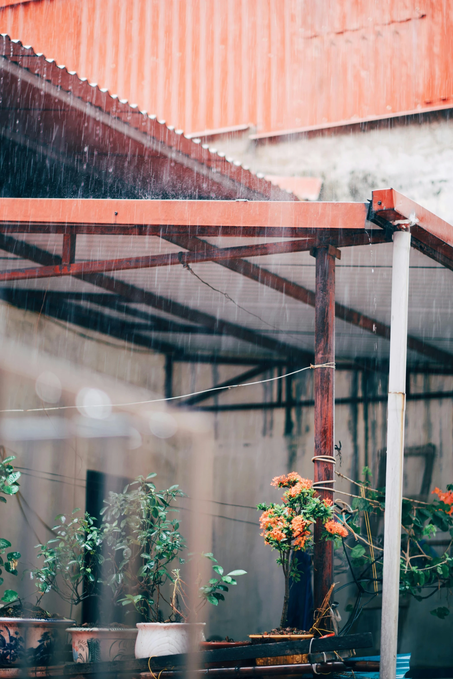 potted plants on tables outside in the rain