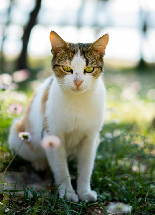 a close up of a cat sitting on the grass