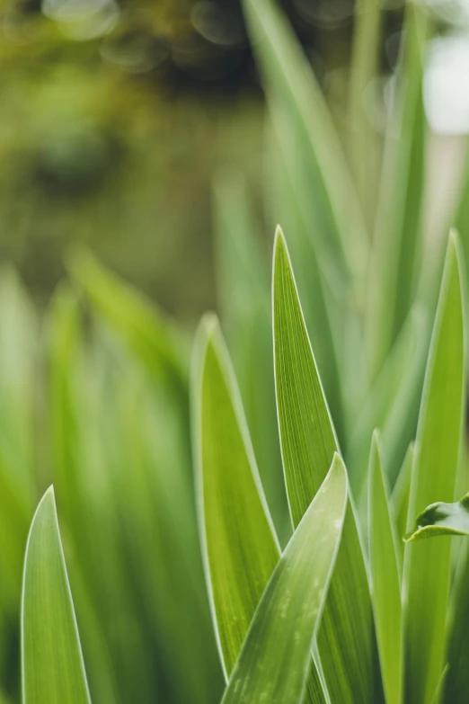 the stems of a grass plant are green