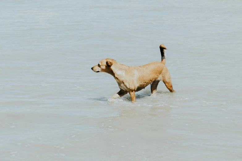a dog walking through the water on the beach