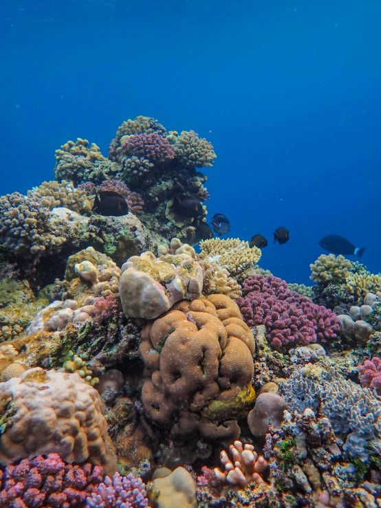 a close up view of an underwater coral reef