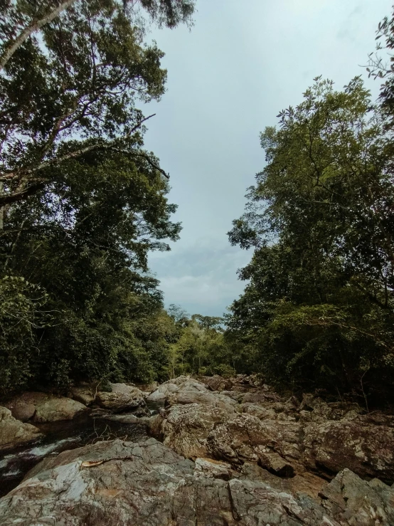 a rocky path through a forest filled with trees