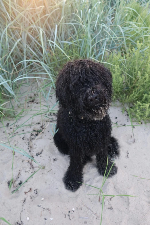 a black dog is sitting on the sand near some tall grass