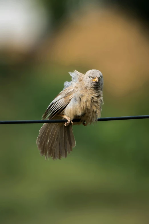 a small bird is perched on a wire