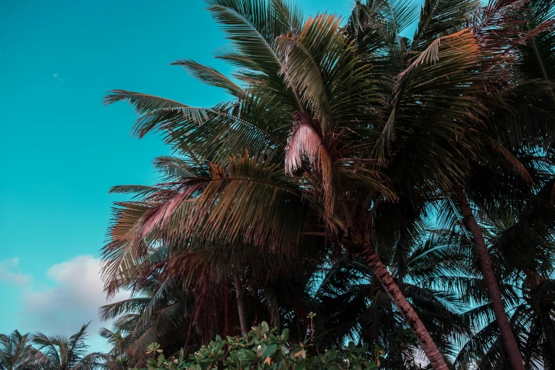 a group of palm trees in the background