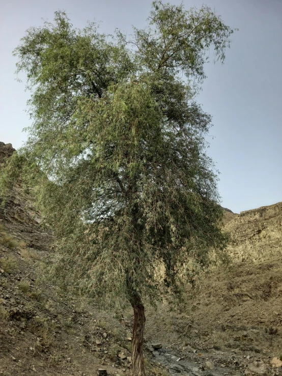 a tree with some leaves on it by the side of the road