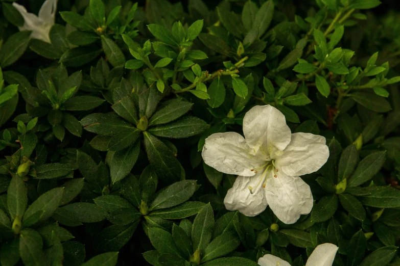 a flower that is white in some grass