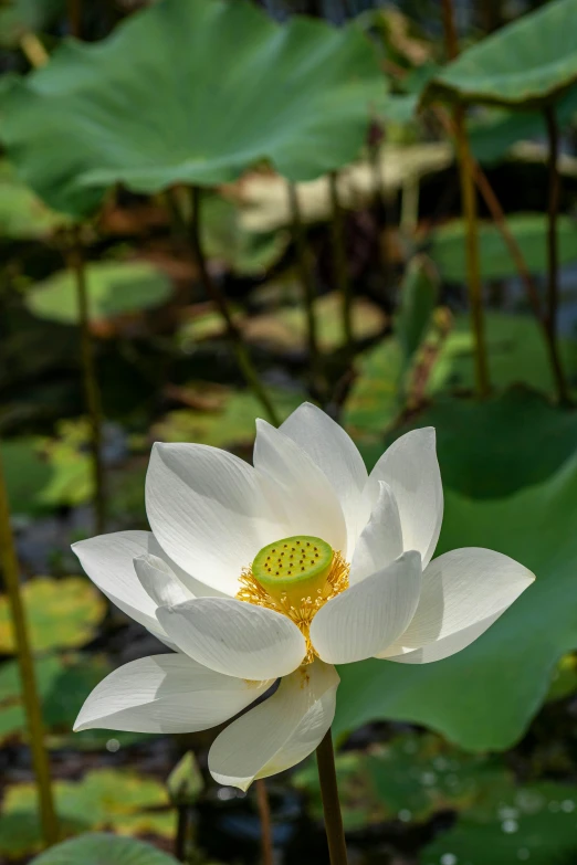 a lotus flower with several green leaves on the water