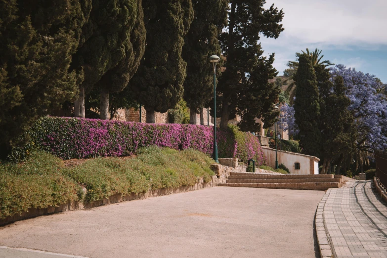 a lush green park sitting next to a winding road